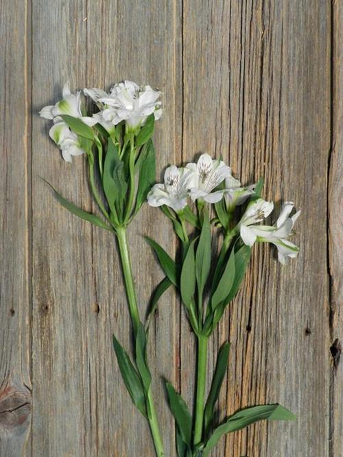 VIRGINIA WHITE ALSTROEMERIA